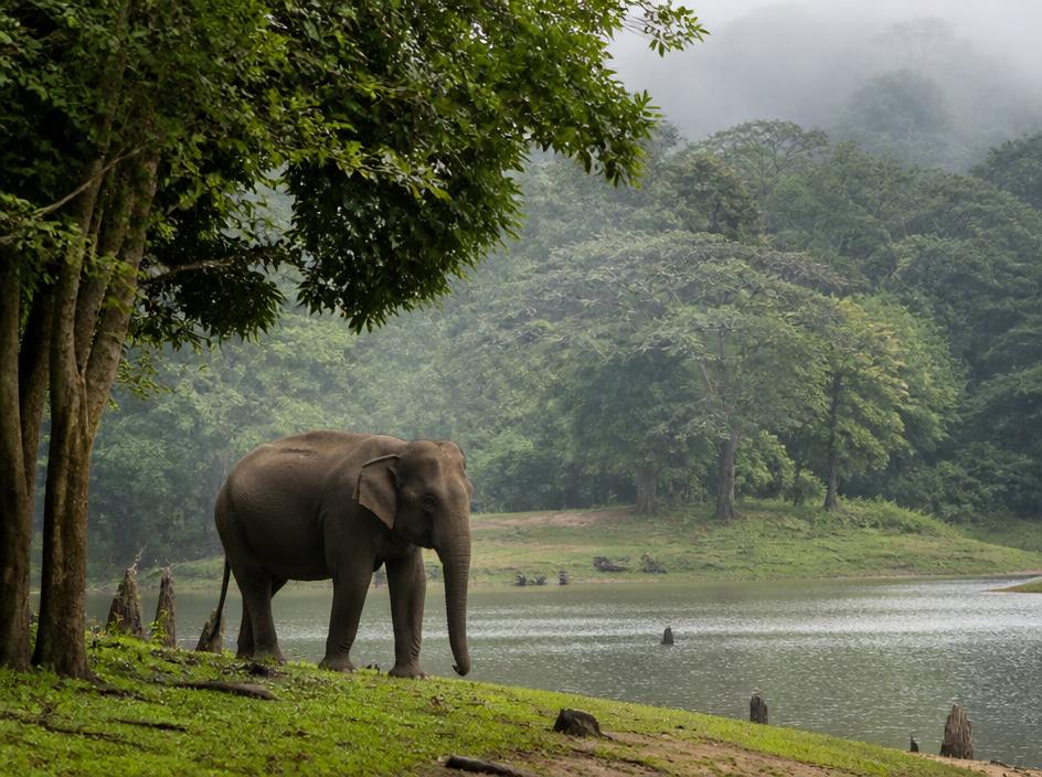Thekkady